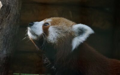 Geschützt: Zoo Hannover