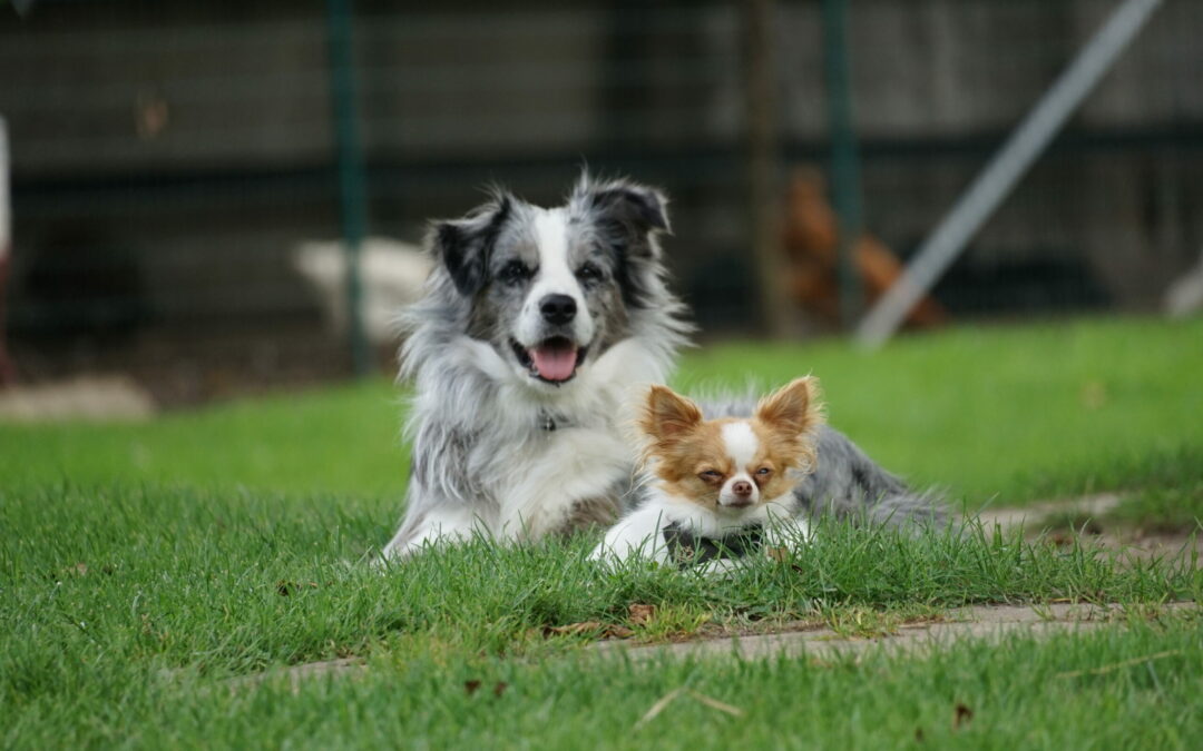 Geschützt: Hunde Huckis