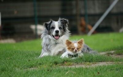 Geschützt: Hunde Huckis