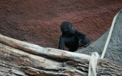 Prag Zoo 22.08.2025